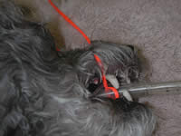 A brightly coloured Trinity tie tied around an animal muzzle
