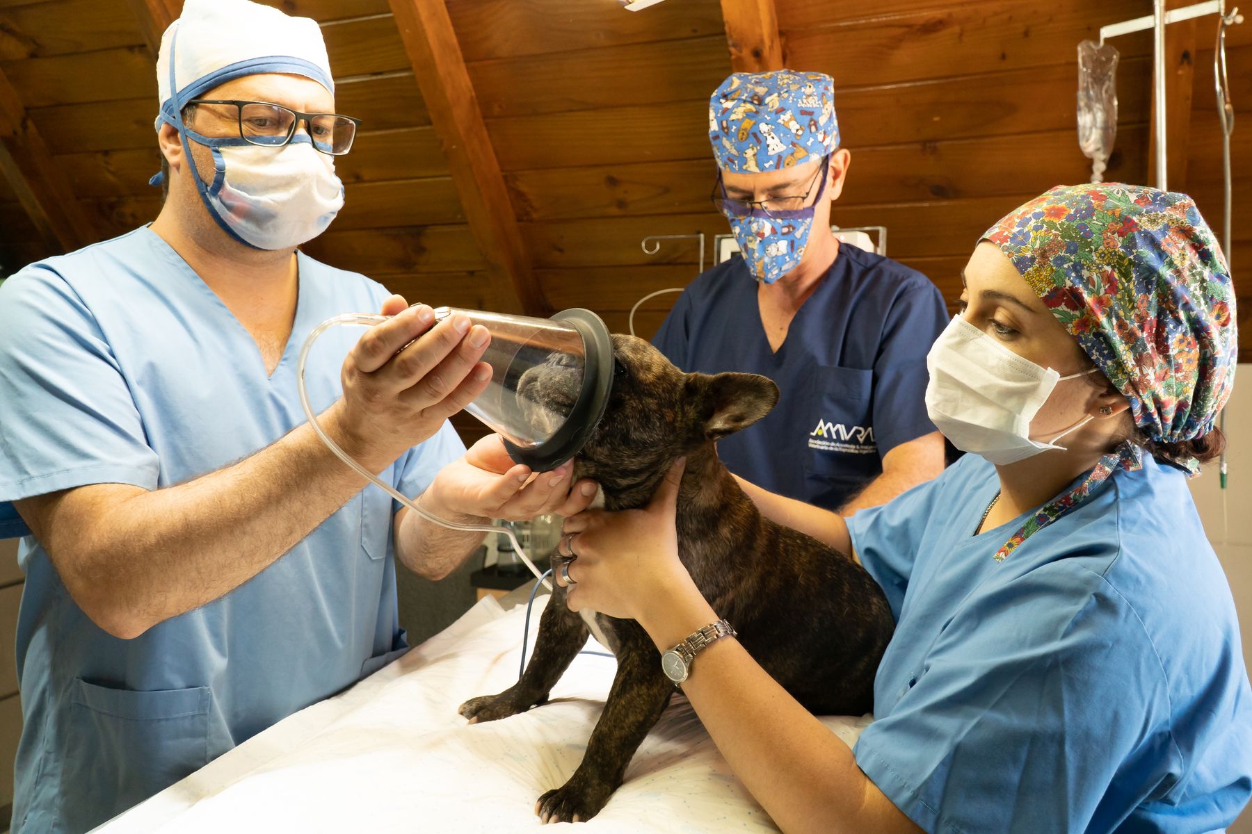 A veterinary team managing a dog airway during induction
