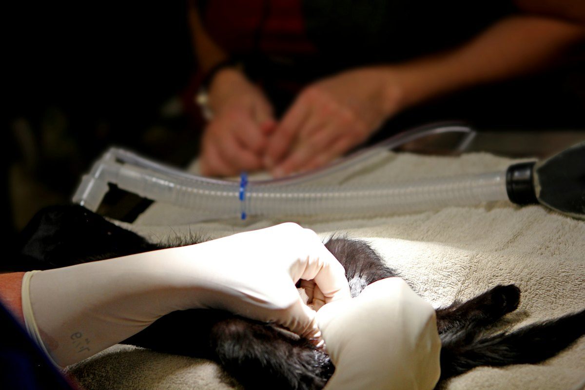 Anesthetized black cat on a towel with the breathing circuit hose connected while a gloved hand works at the head