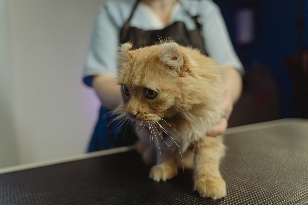 Ginger cat being steadied with both hands on a clinic table during positioning