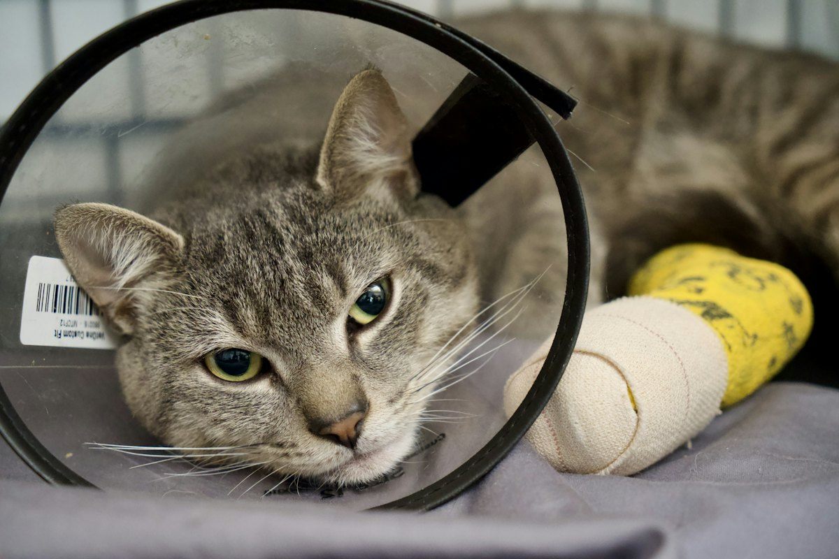 Tabby cat resting in a recovery kennel wearing a clear cone and a bandaged leg