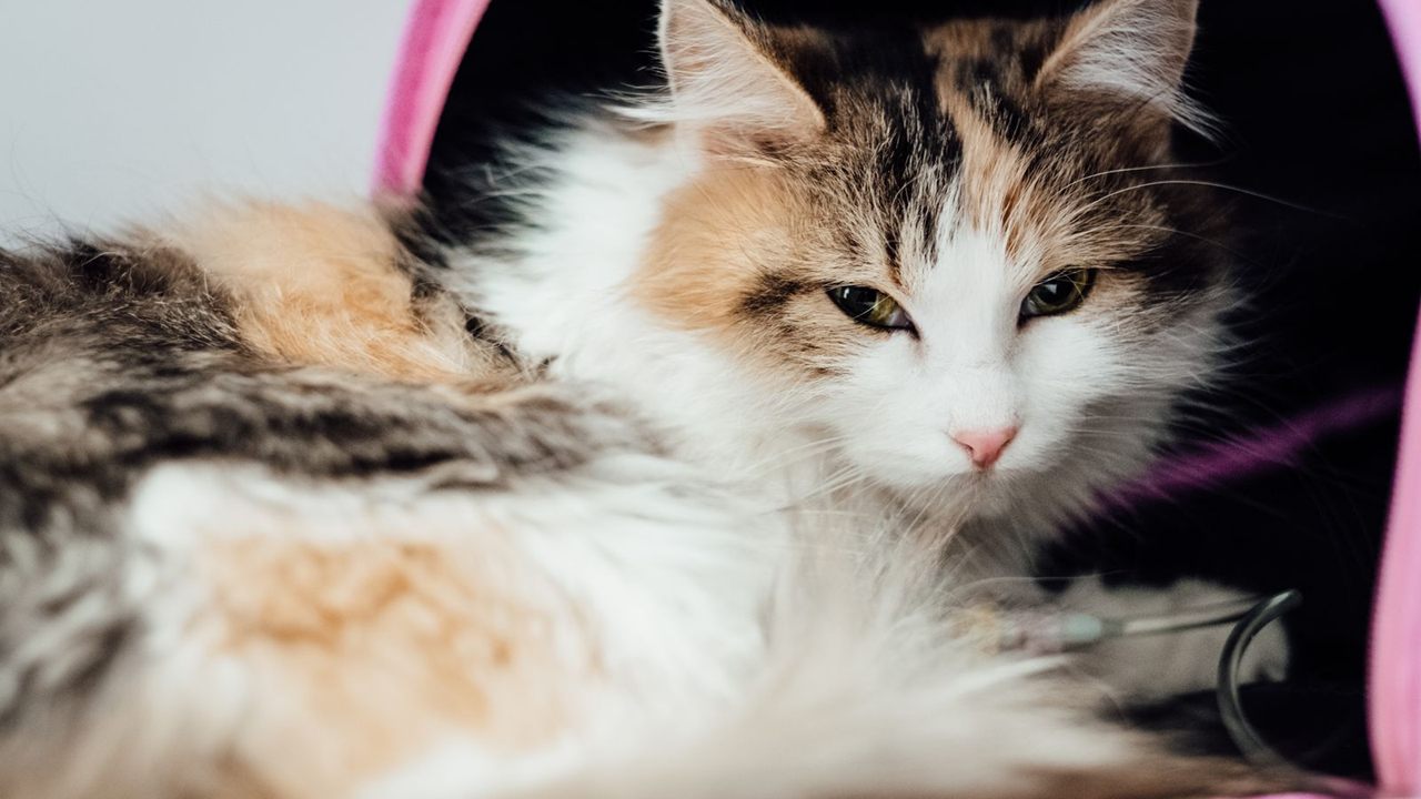 Calico long-haired cat resting in a soft carrier with an IV line in place after anesthesia