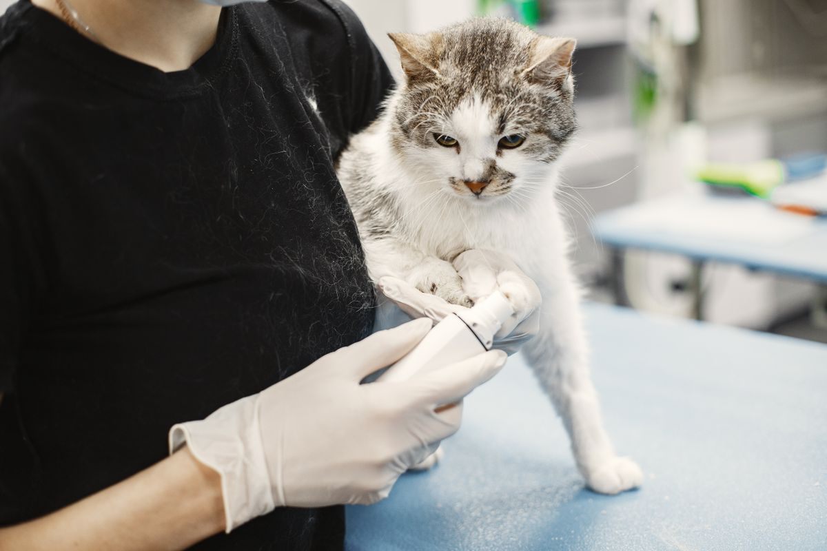 Tabby and white cat held on a clinic table, showing the short feline muzzle