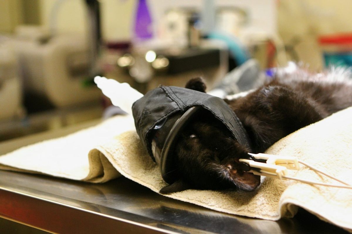 Cat lying on a towel during anesthesia preparation with a monitoring probe clipped at the mouth