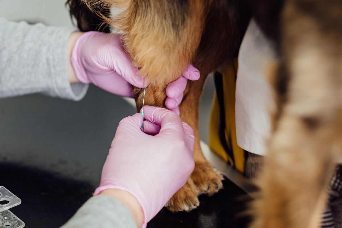 Gloved hands placing an IV catheter in a small dog's foreleg before anesthetic induction