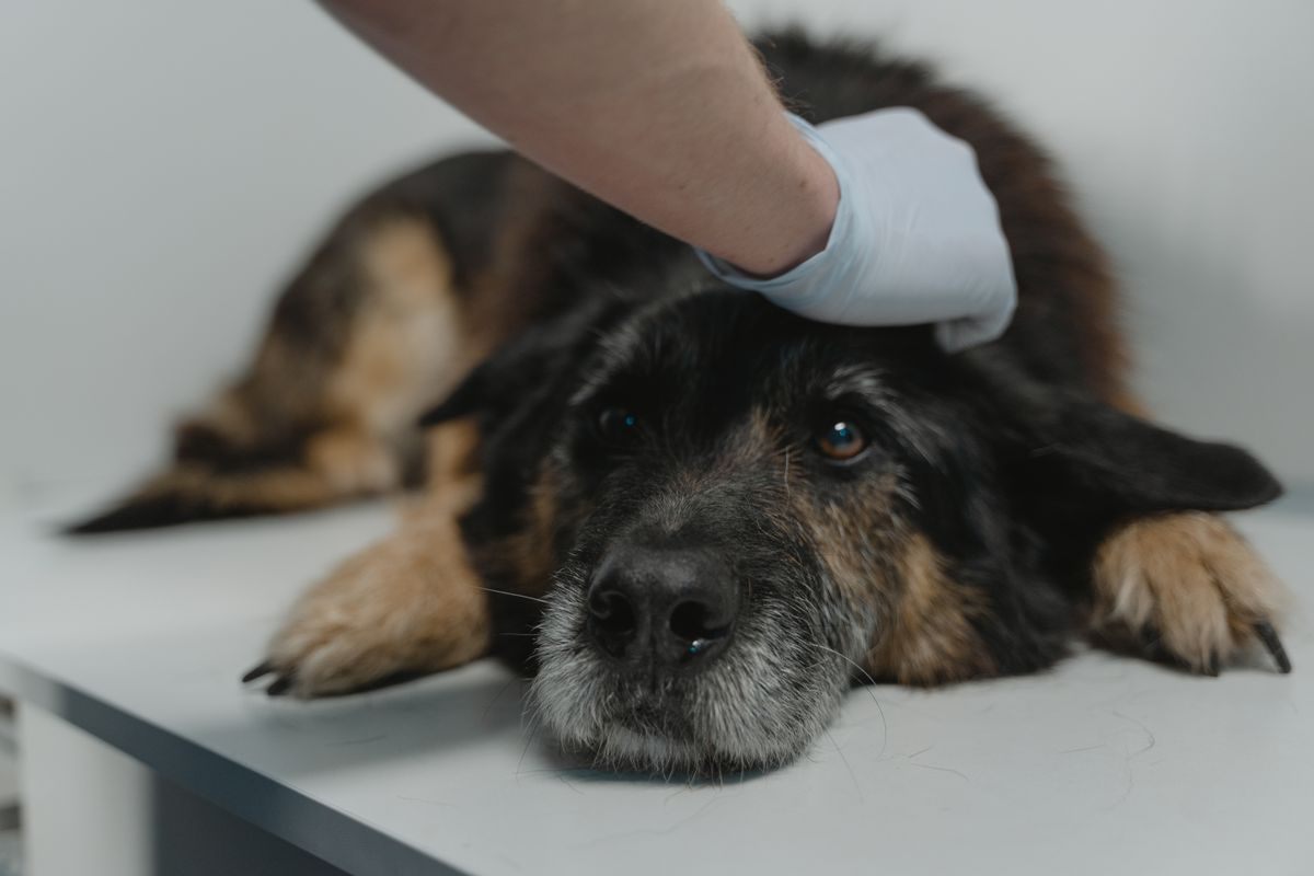 Senior German Shepherd lying on a veterinary table with a gloved hand on its head
