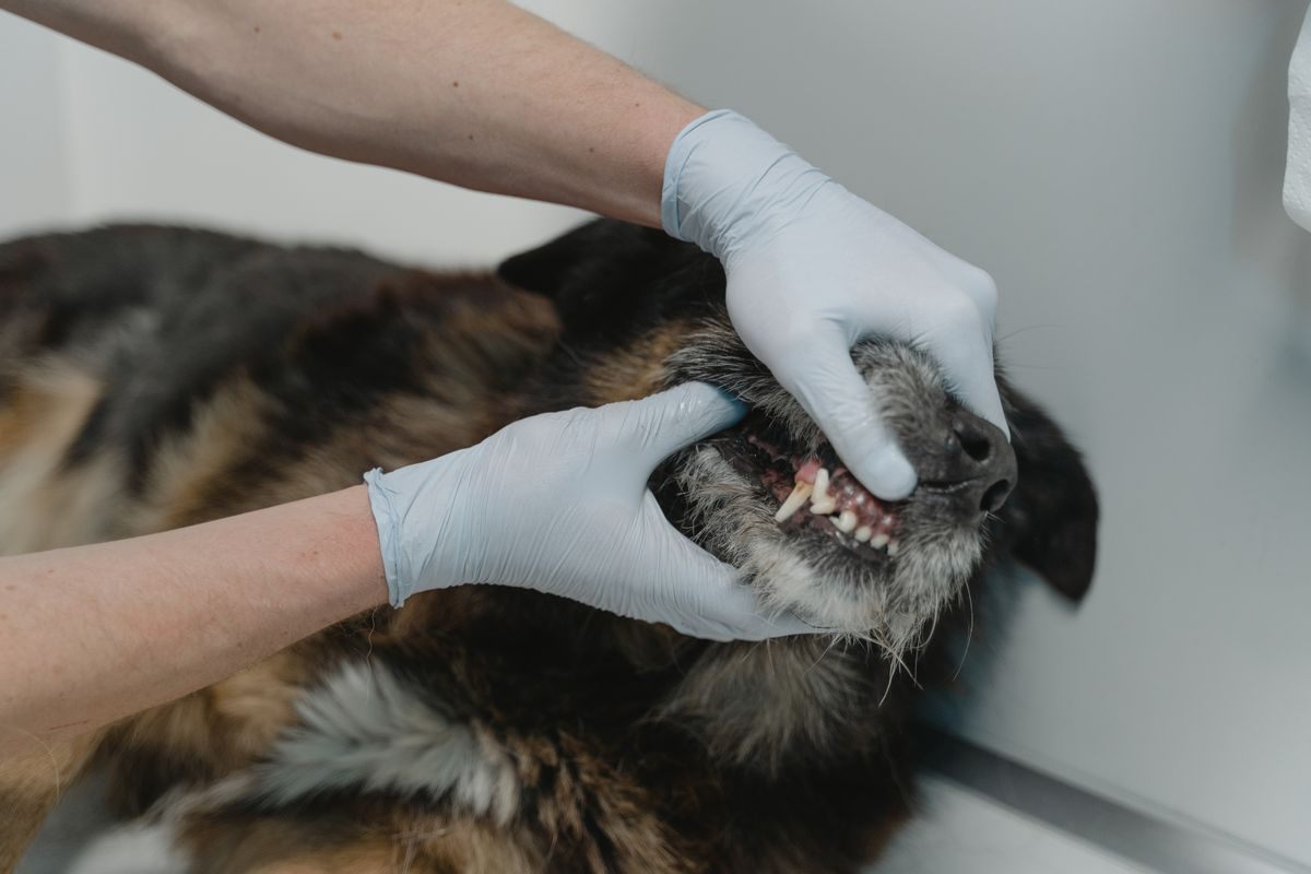 Gloved hands lifting a dog's lip to show the upper canine teeth used as an anchor point for an ET tube tie