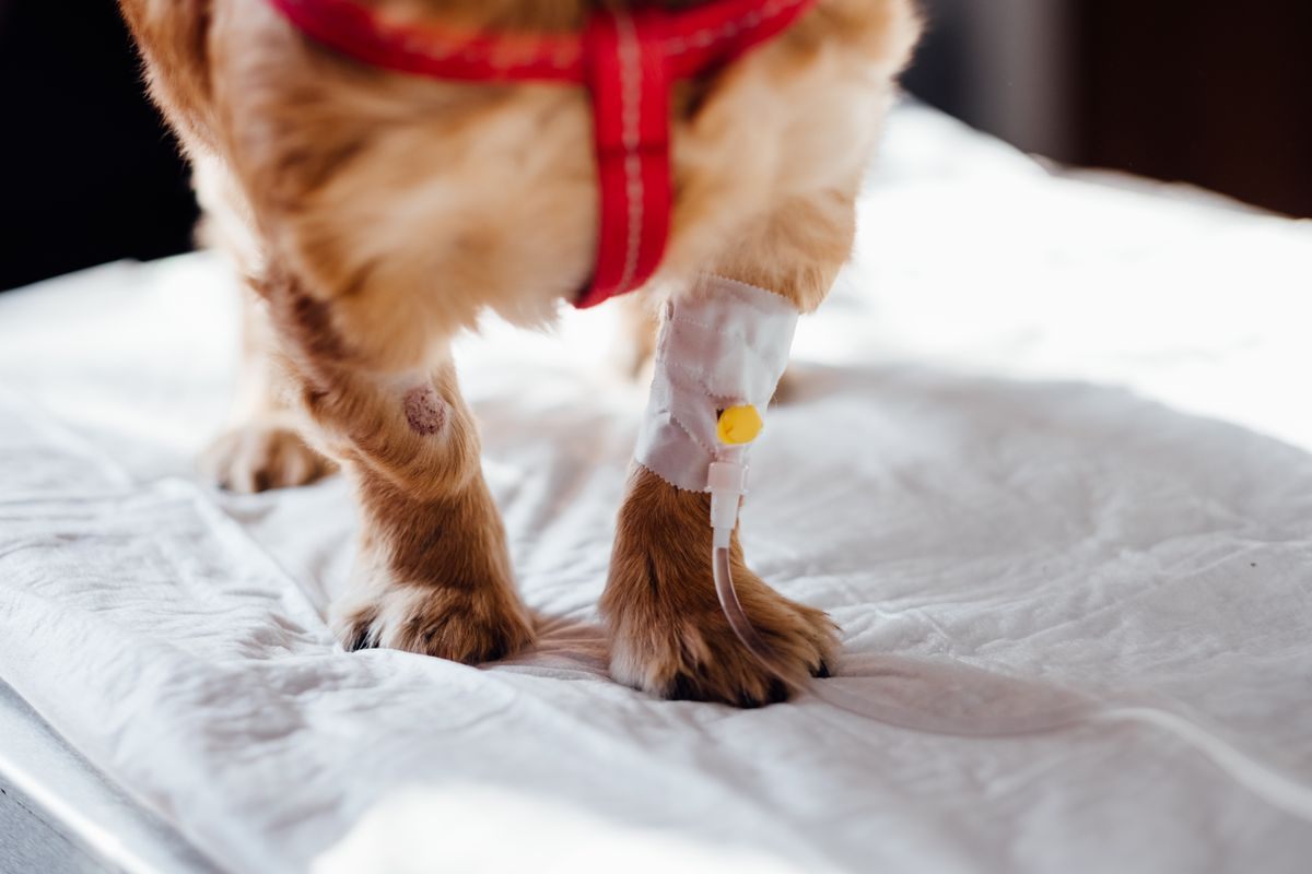 Small dog standing on a clinic table with an IV catheter taped to its front leg