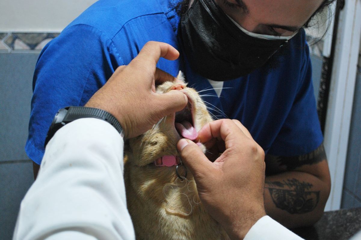Veterinarian opening a ginger cat's mouth to inspect the teeth before a dental procedure