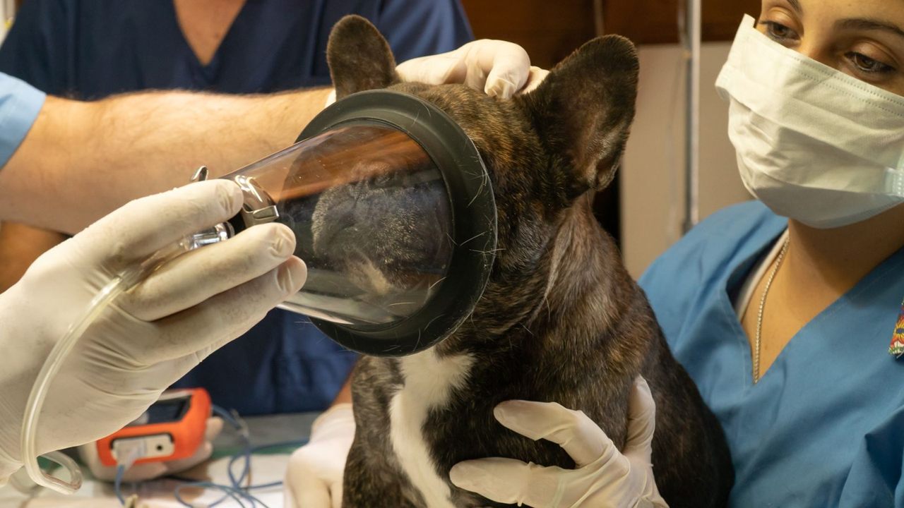 French Bulldog receiving oxygen by face mask from veterinary staff before intubation