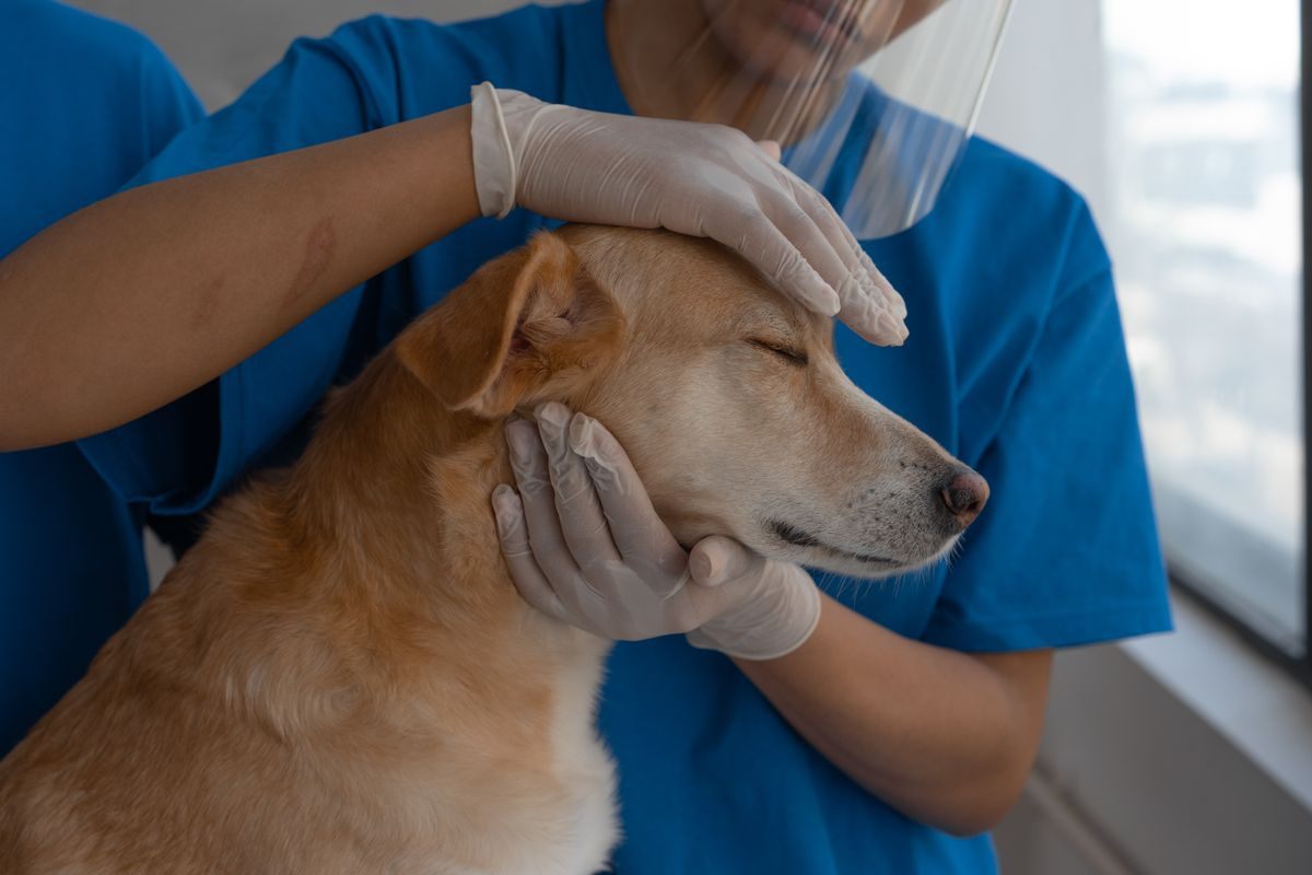 Gloved hands of a veterinary team member gently holding a tan dog's head and muzzle in a clinic