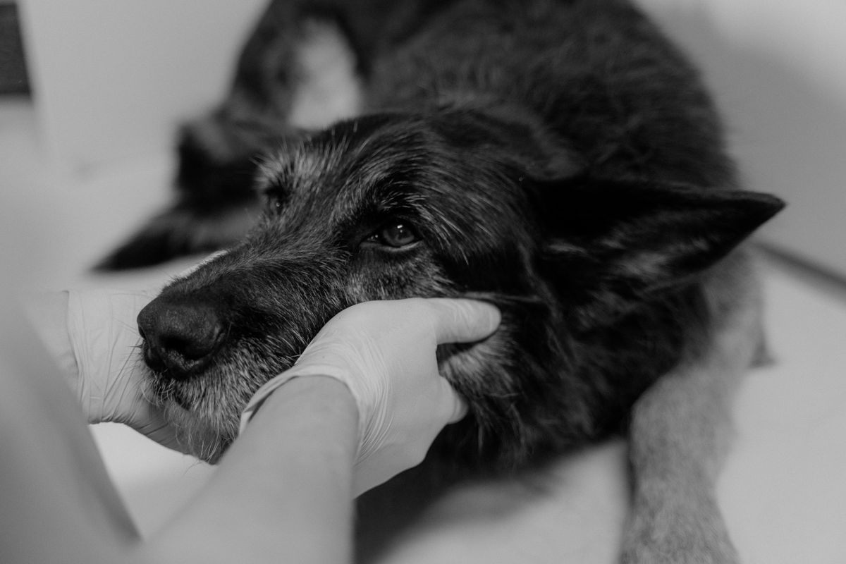 Black and white photo of gloved hands supporting a dog's muzzle and head on a table