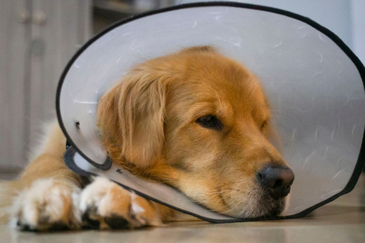 Golden Retriever wearing an Elizabethan collar resting on the floor after a procedure
