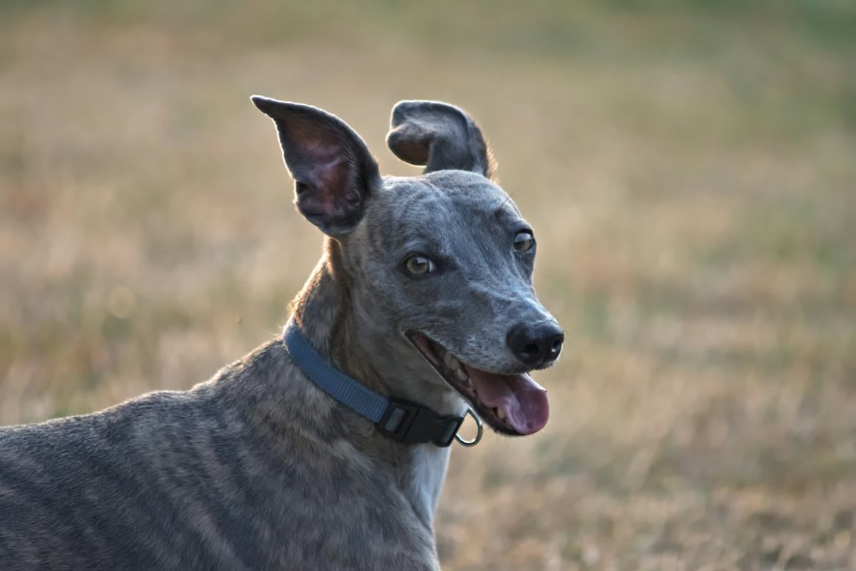 Brindle greyhound with a long narrow muzzle and blue collar, an example of a dolichocephalic skull
