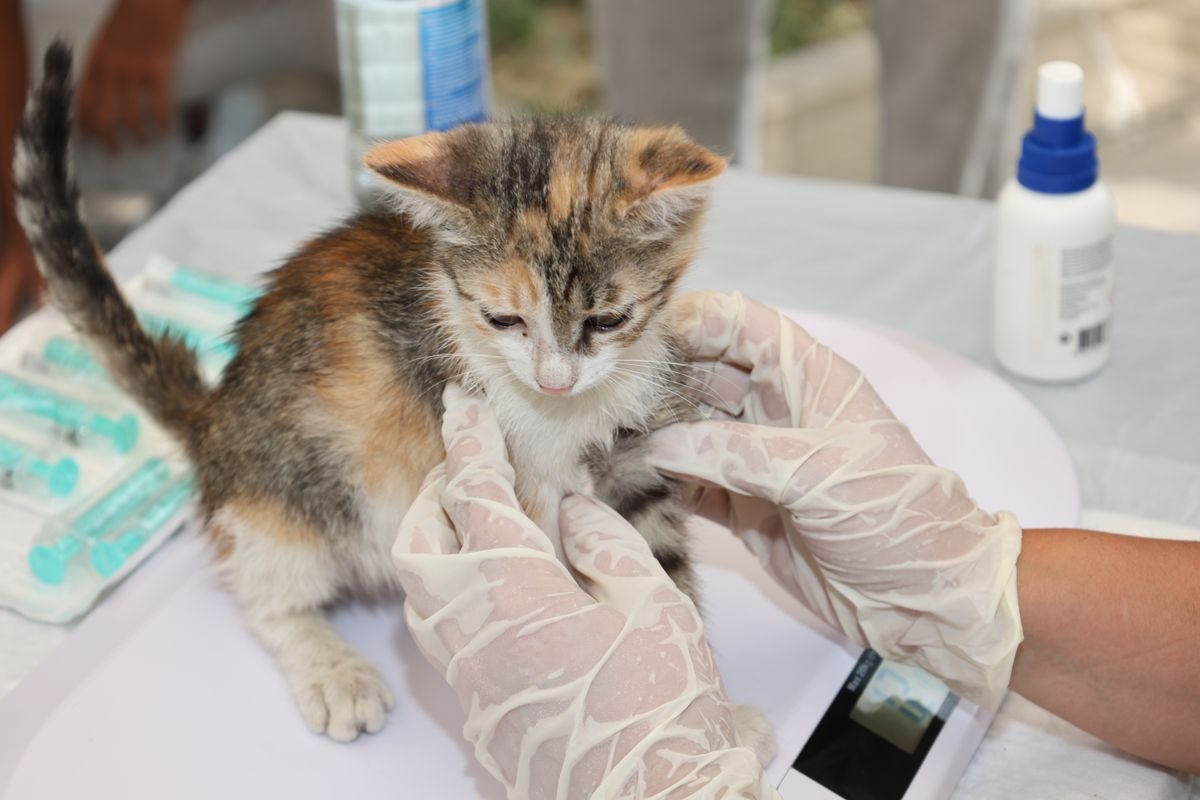 Calico kitten held on a table by gloved veterinary staff with packaged syringes beside it