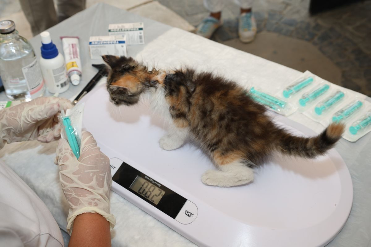 Calico kitten standing on a digital scale before feline intubation, with syringes laid out