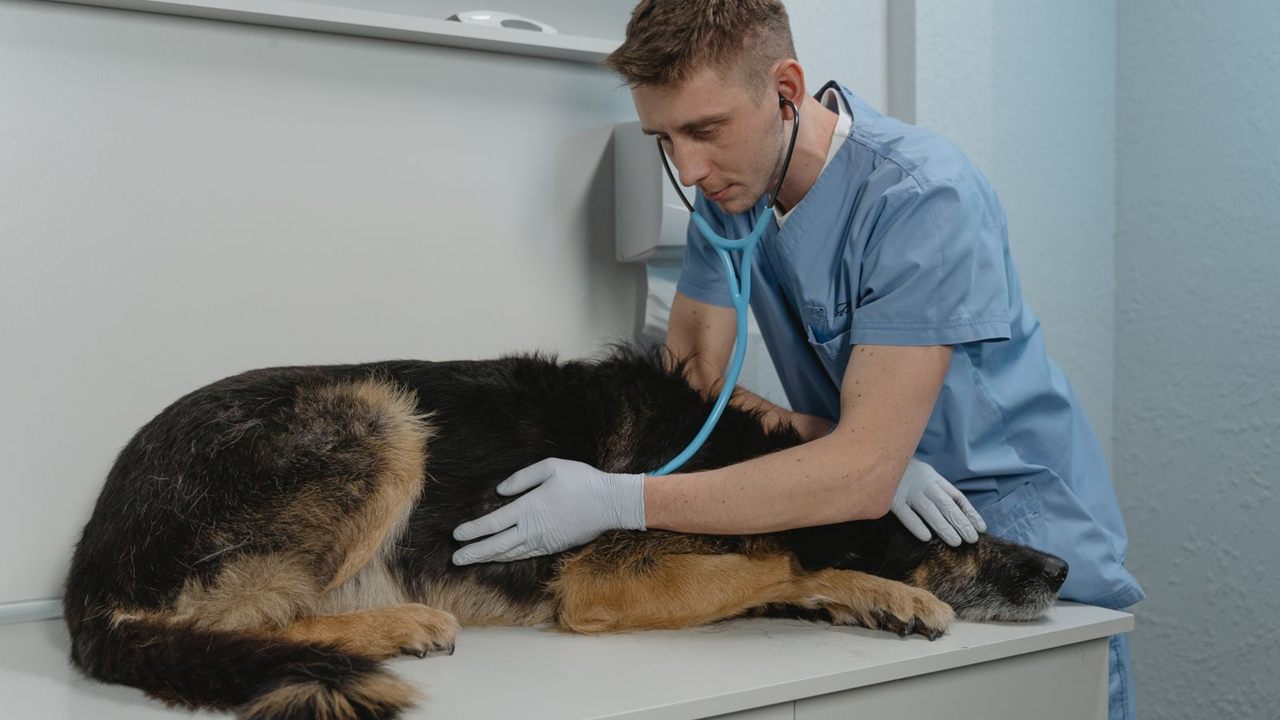 Veterinarian auscultating a German Shepherd lying on its side on a clinic exam table