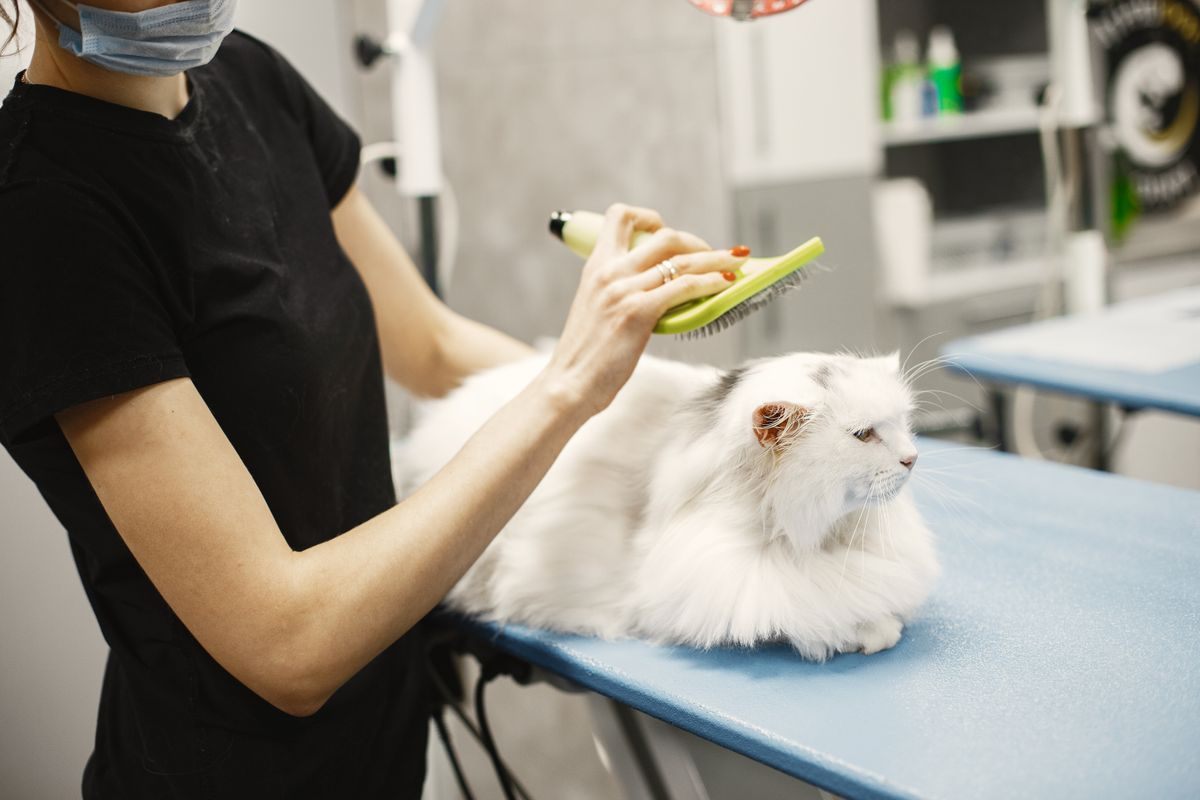 White long-haired cat being brushed on a veterinary clinic table