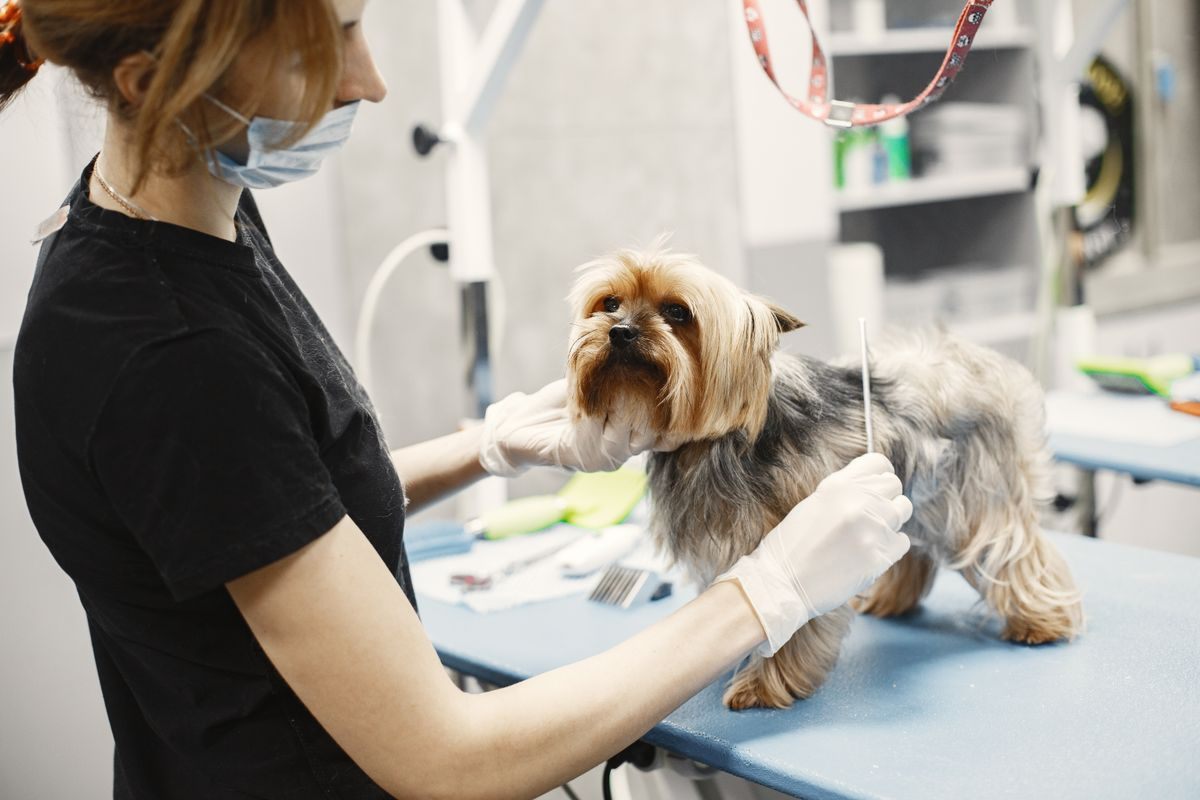 Long-haired Yorkshire Terrier standing on a clinic table while a masked veterinary team member works on its coat