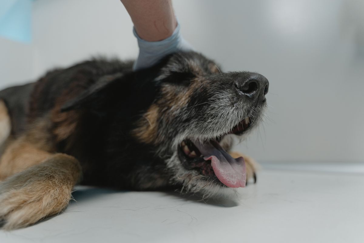 Senior mixed-breed dog lying on a white veterinary table with its mouth open and a gloved hand on its neck