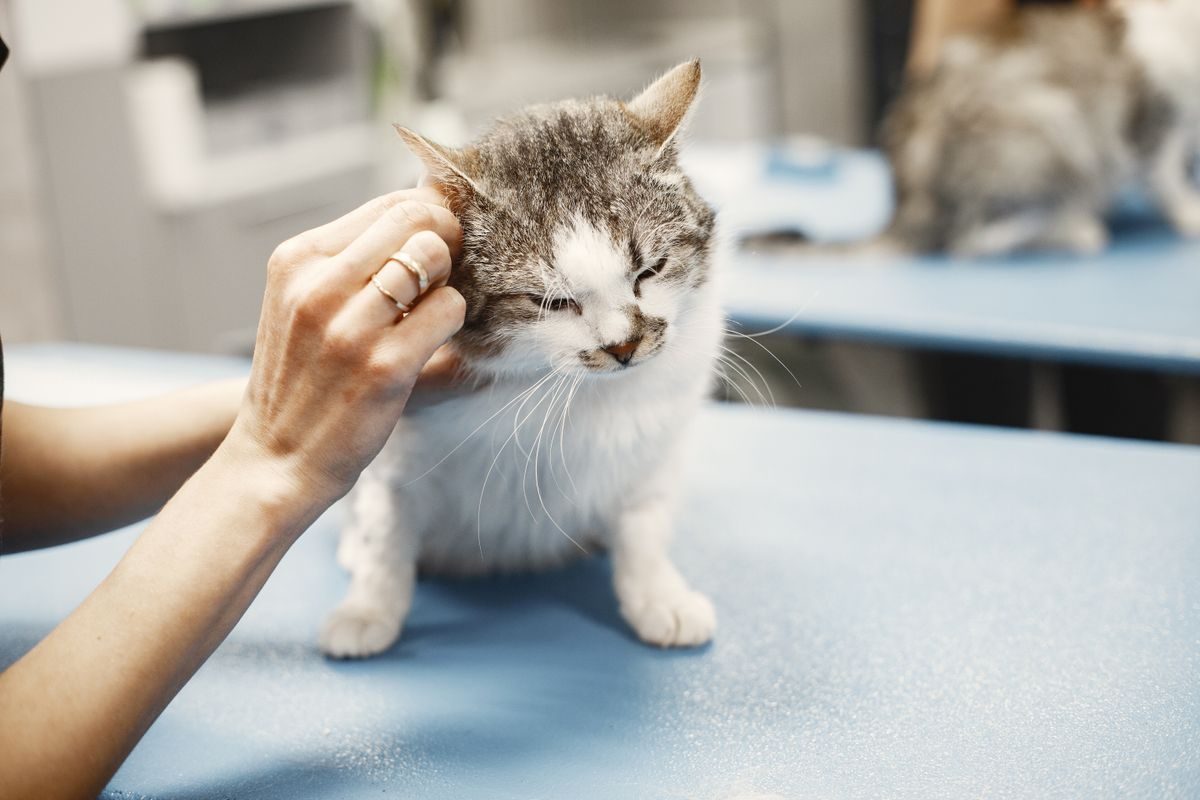 Veterinary team member holding a tabby and white cat's head behind the ears on a clinic table