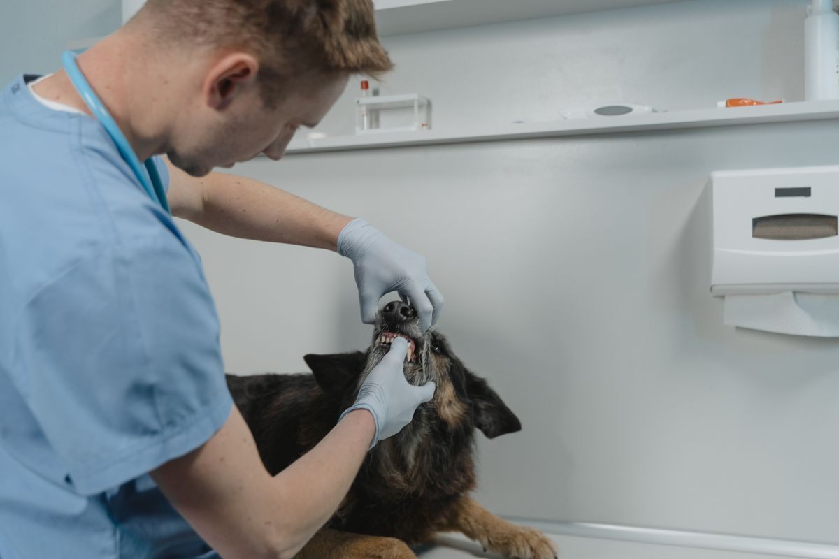 Veterinarian in scrubs and gloves opening a German Shepherd's mouth to check its teeth