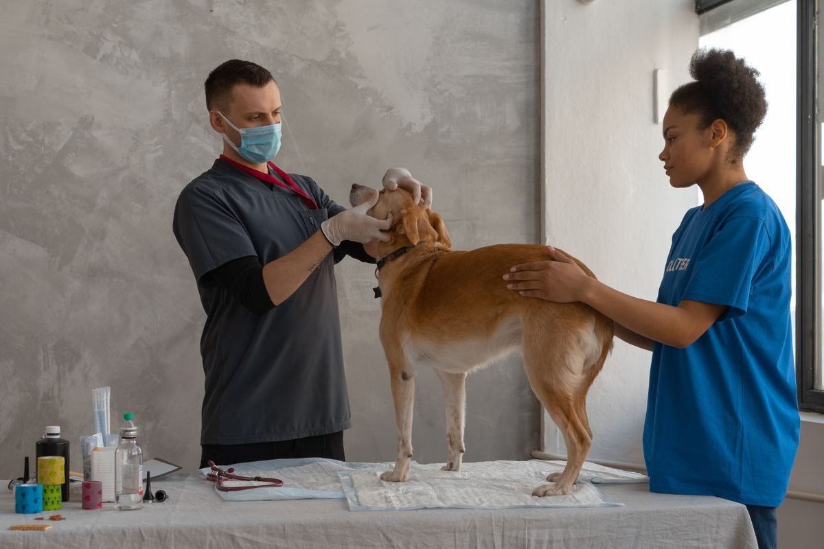 Masked veterinarian holding a standing dog's muzzle on an exam table while a nurse steadies the body