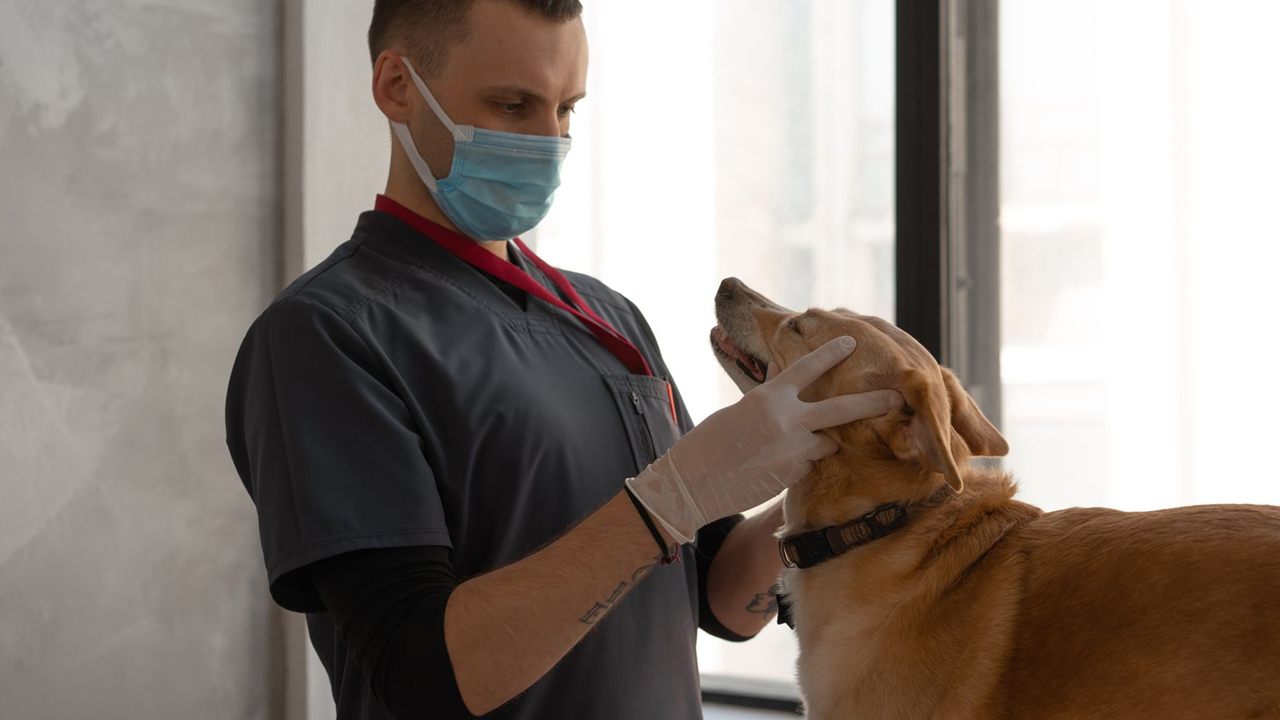 Masked veterinarian in gloves holding a dog's muzzle and head during an examination