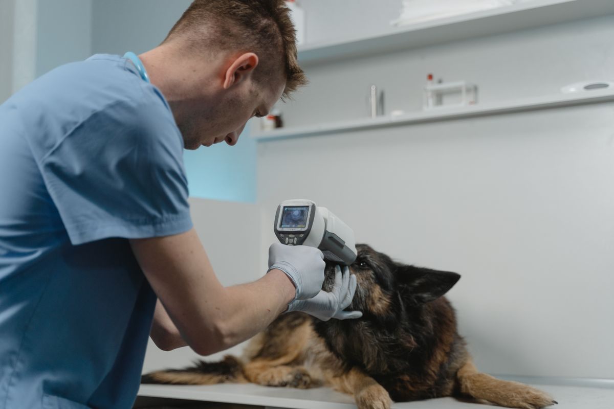 Veterinarian in scrubs examining a German Shepherd's face with a handheld device on a clinic table