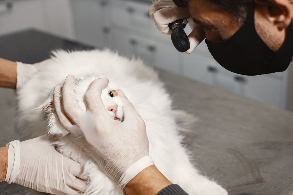 Gloved hands holding a white cat's head steady while a veterinarian examines its face