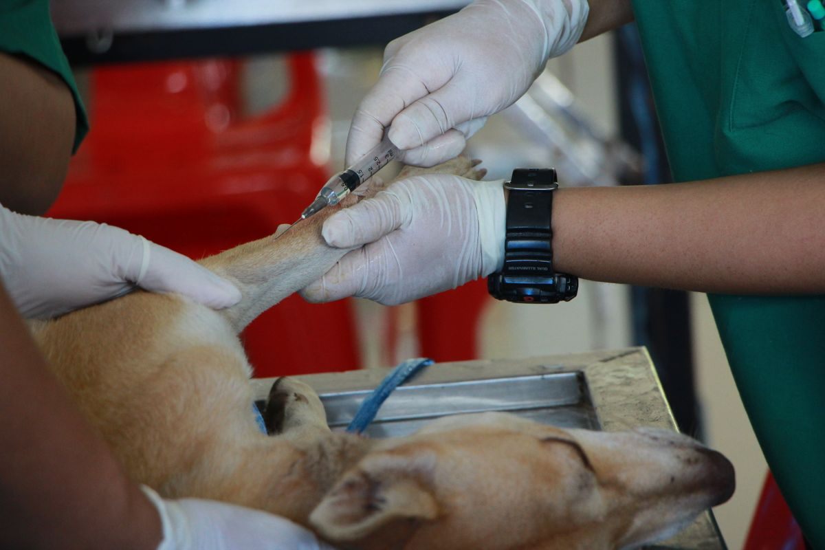 Gloved veterinary team giving an intravenous injection into the forelimb of a dog lying on a steel table