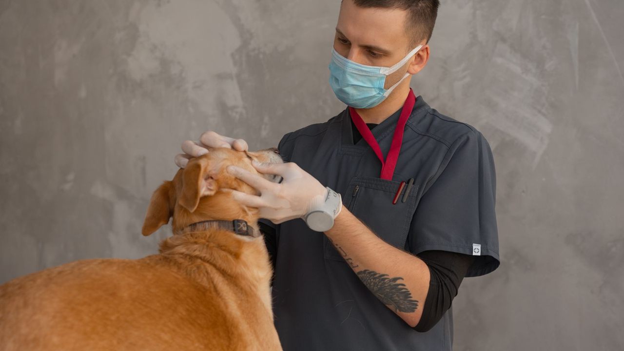 Masked veterinarian in scrubs and gloves examining a large tan dog's head and muzzle