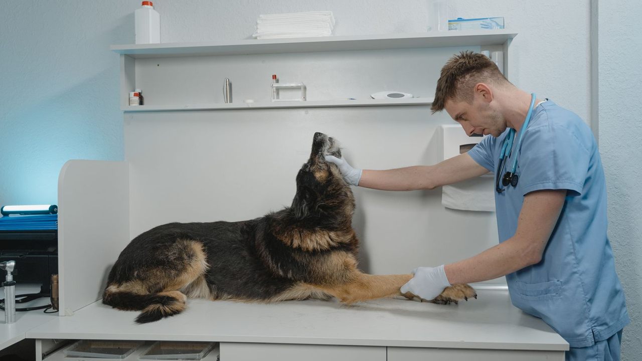 Veterinarian in blue scrubs lifting a German Shepherd's muzzle on a clinic exam table