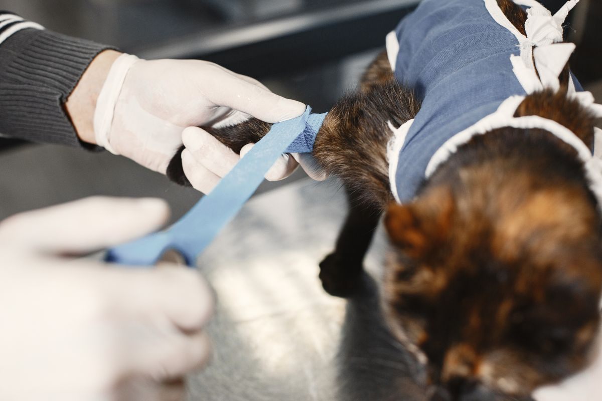 Gloved veterinary team member wrapping a bandage around the leg of a cat wearing a post-surgical body suit