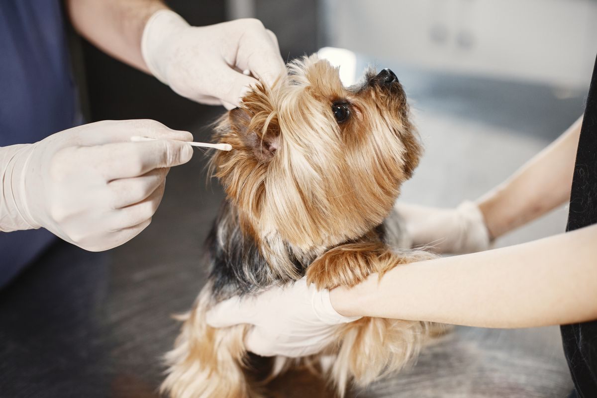 Gloved veterinary staff holding a Yorkshire Terrier with long facial hair on a clinic table