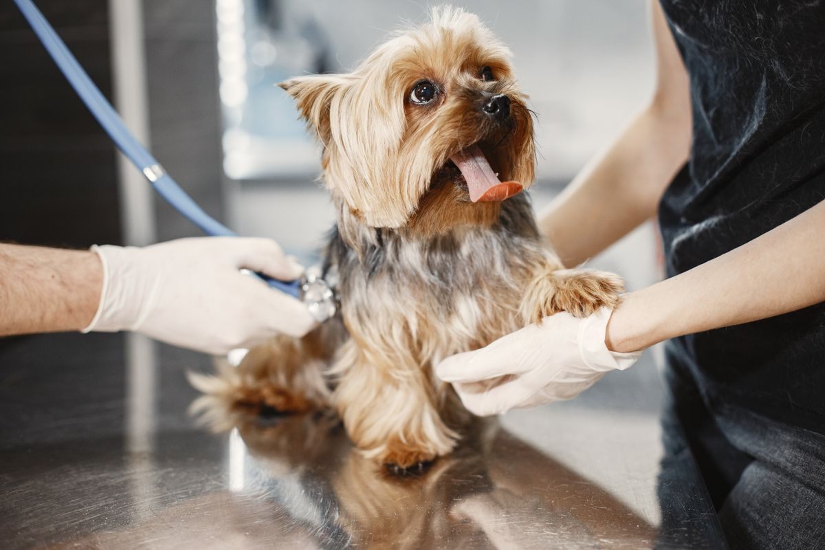 Yorkshire Terrier on a stainless steel table being examined with a stethoscope by gloved hands